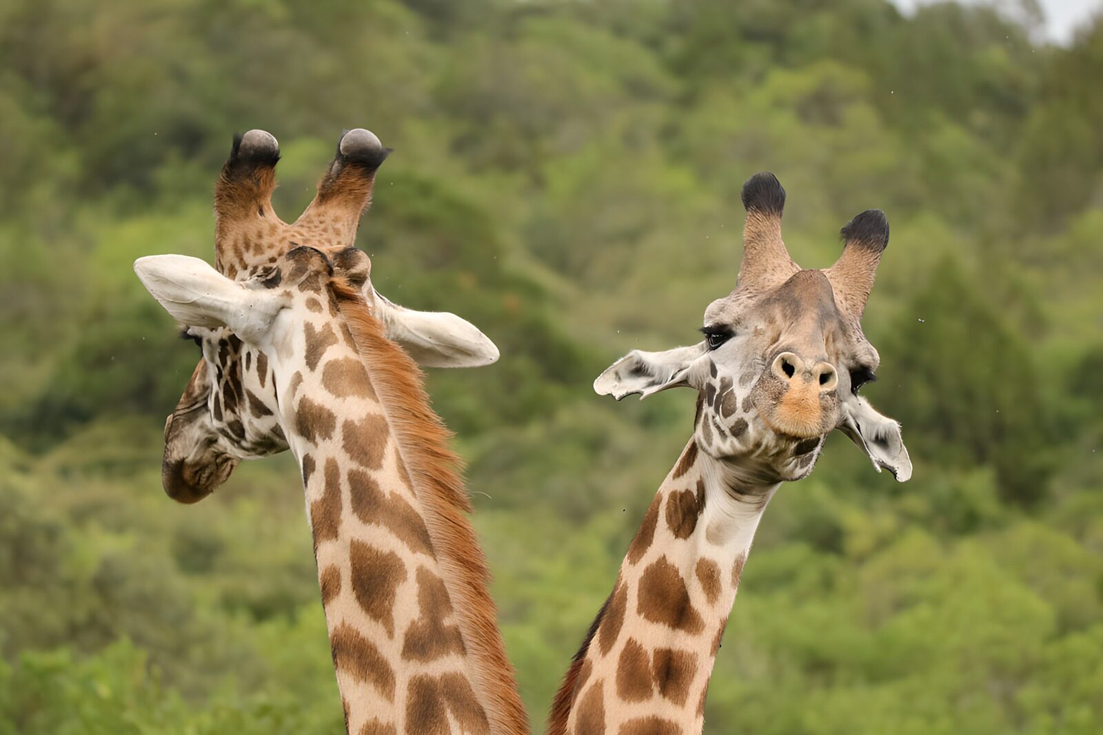 CW1441973: Twee nieuwsgierige giraffen