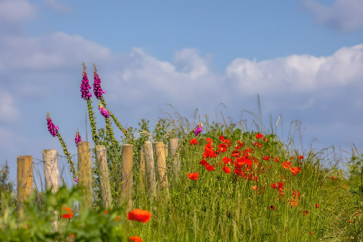 Bloeiende bloemen bij houten hek