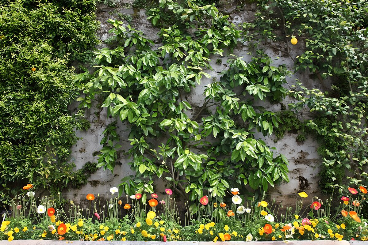 CW6281799: Groene muur met kleurrijke bloemen