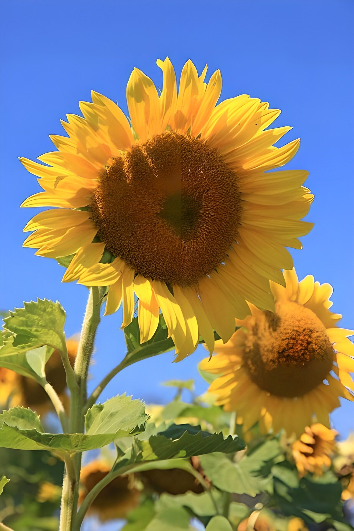 CW5208709: Stralende Zonnebloemen onder een Helder Blauw