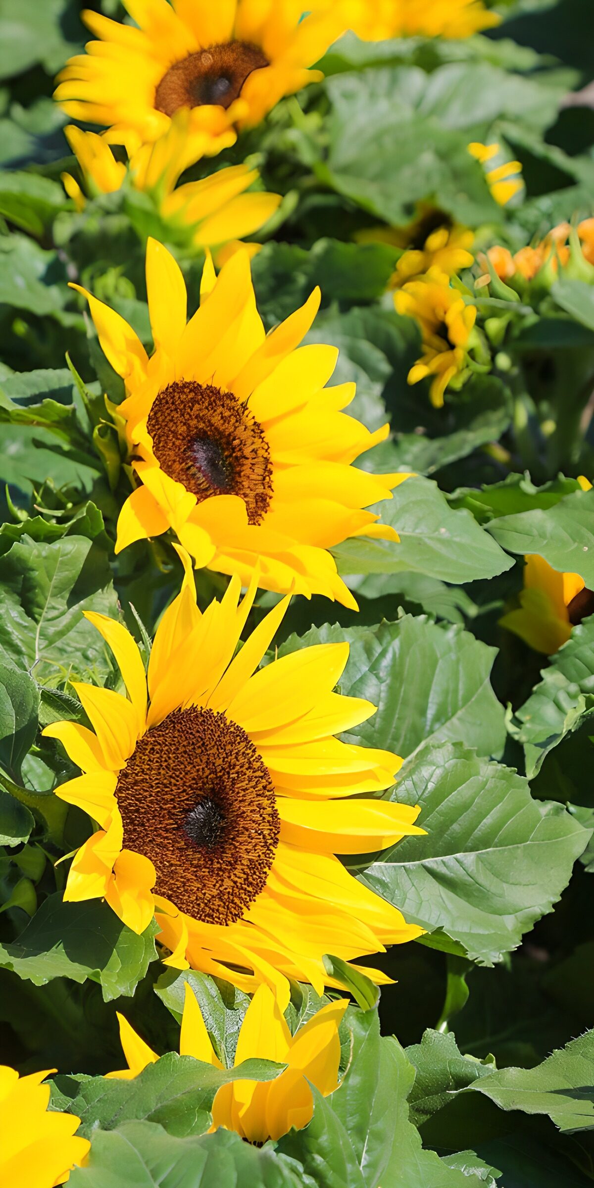 CW4274155: Zonovergoten Zonnebloemen in Bloei