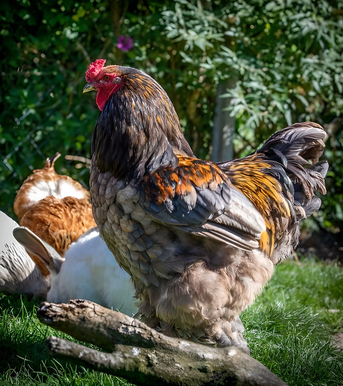 CW2122872: Kleurrijke haan in de tuin