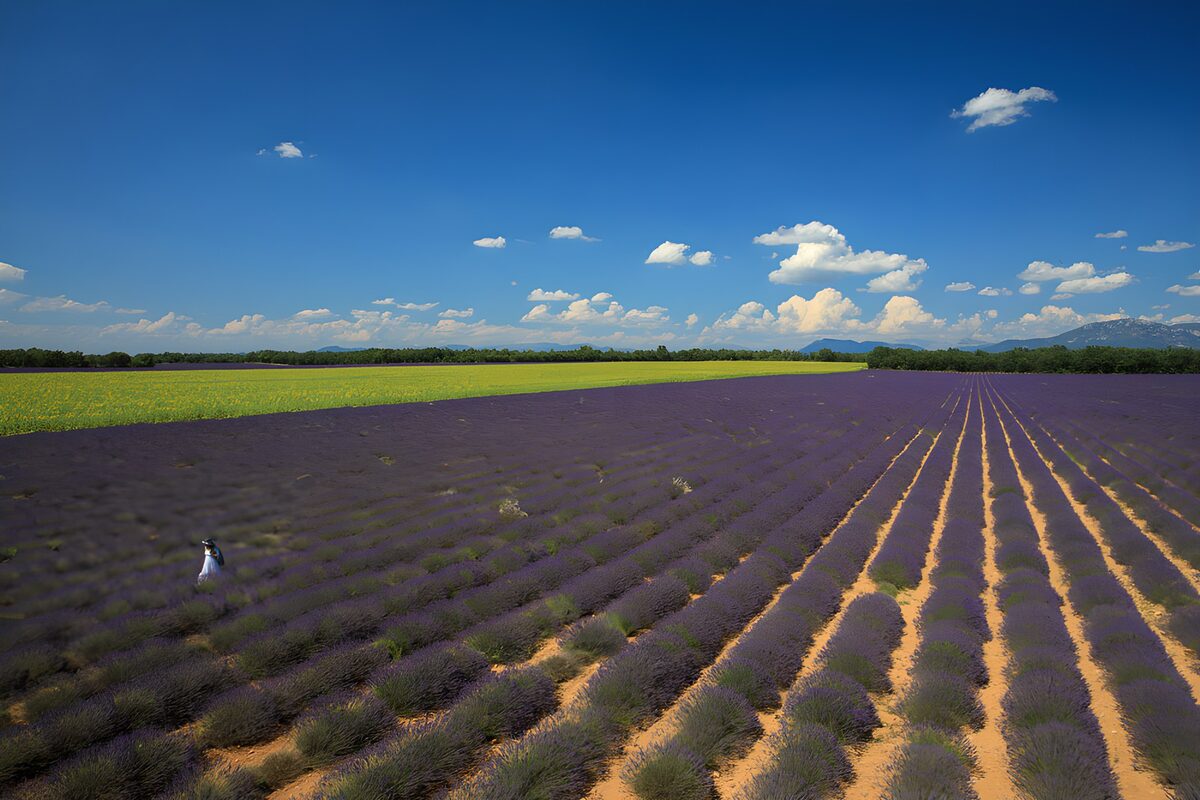 Prachtig lavendelveld onder de blauwe lucht