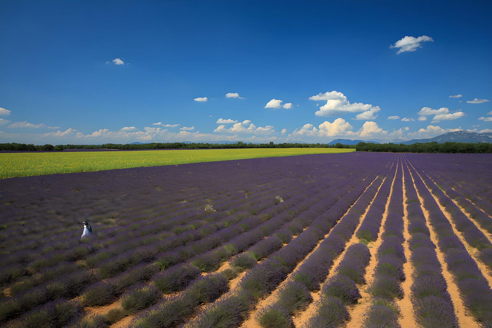 CW5737307: Prachtig lavendelveld onder de blauwe lucht