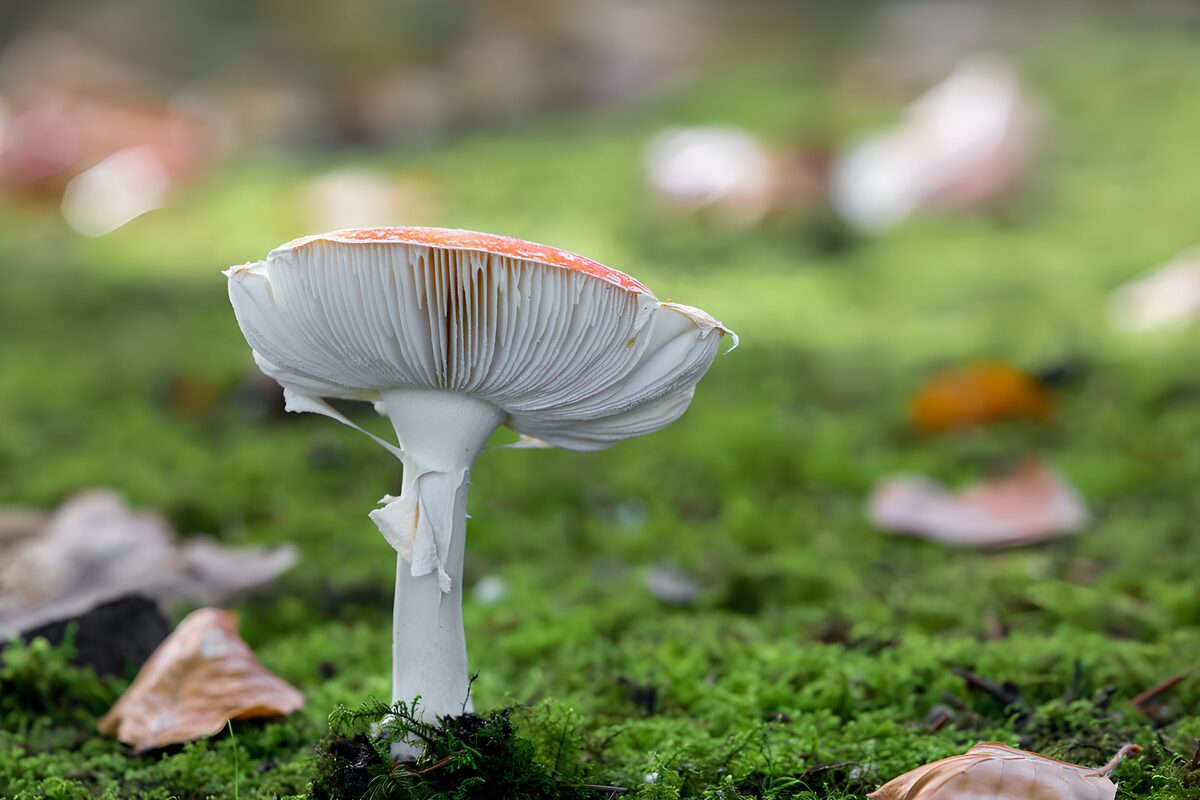 Mooie paddenstoel in het herfstbos