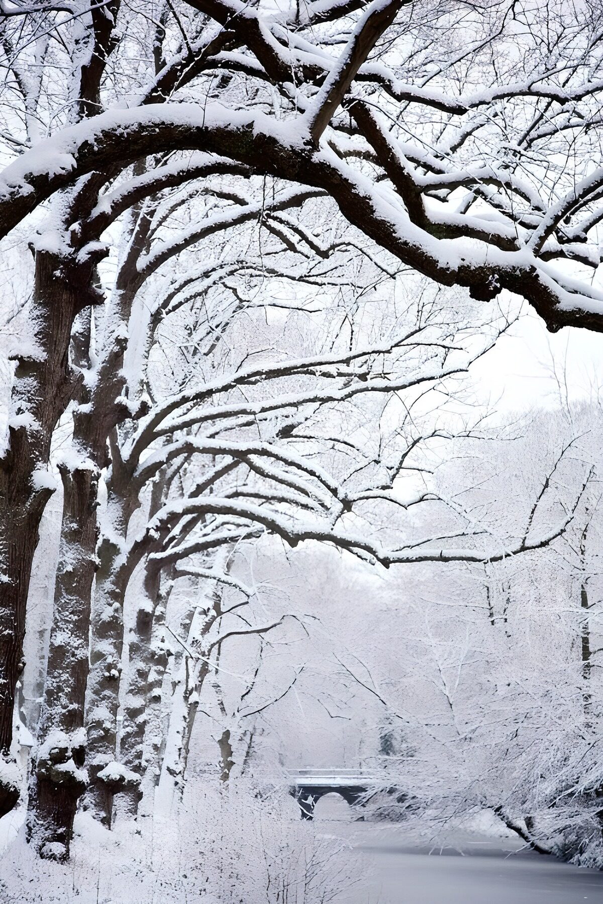 Sneeuwwonderland langs de rivier