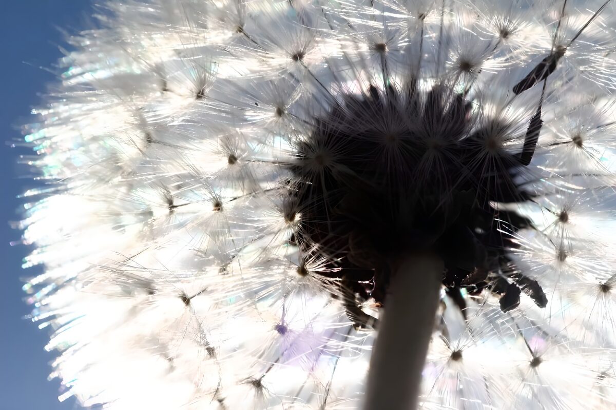 Prachtige paardenbloem in het zonlicht