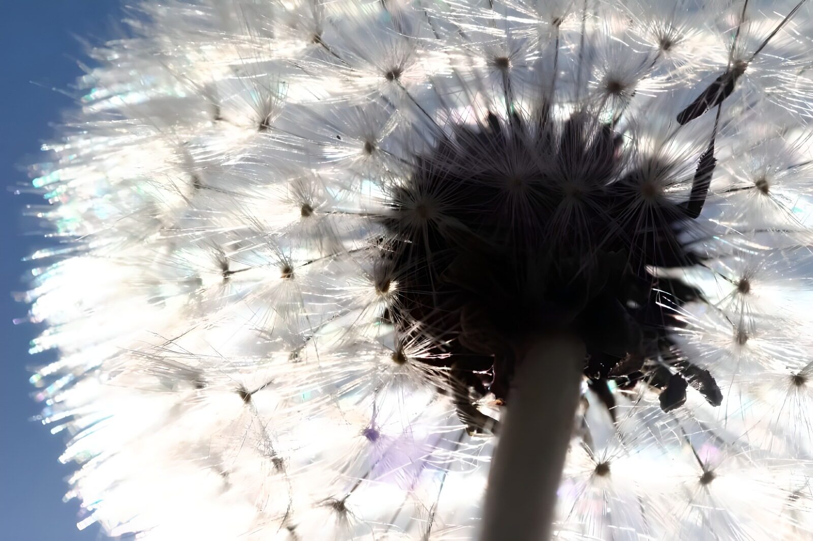 CW6185923: Prachtige paardenbloem in het zonlicht