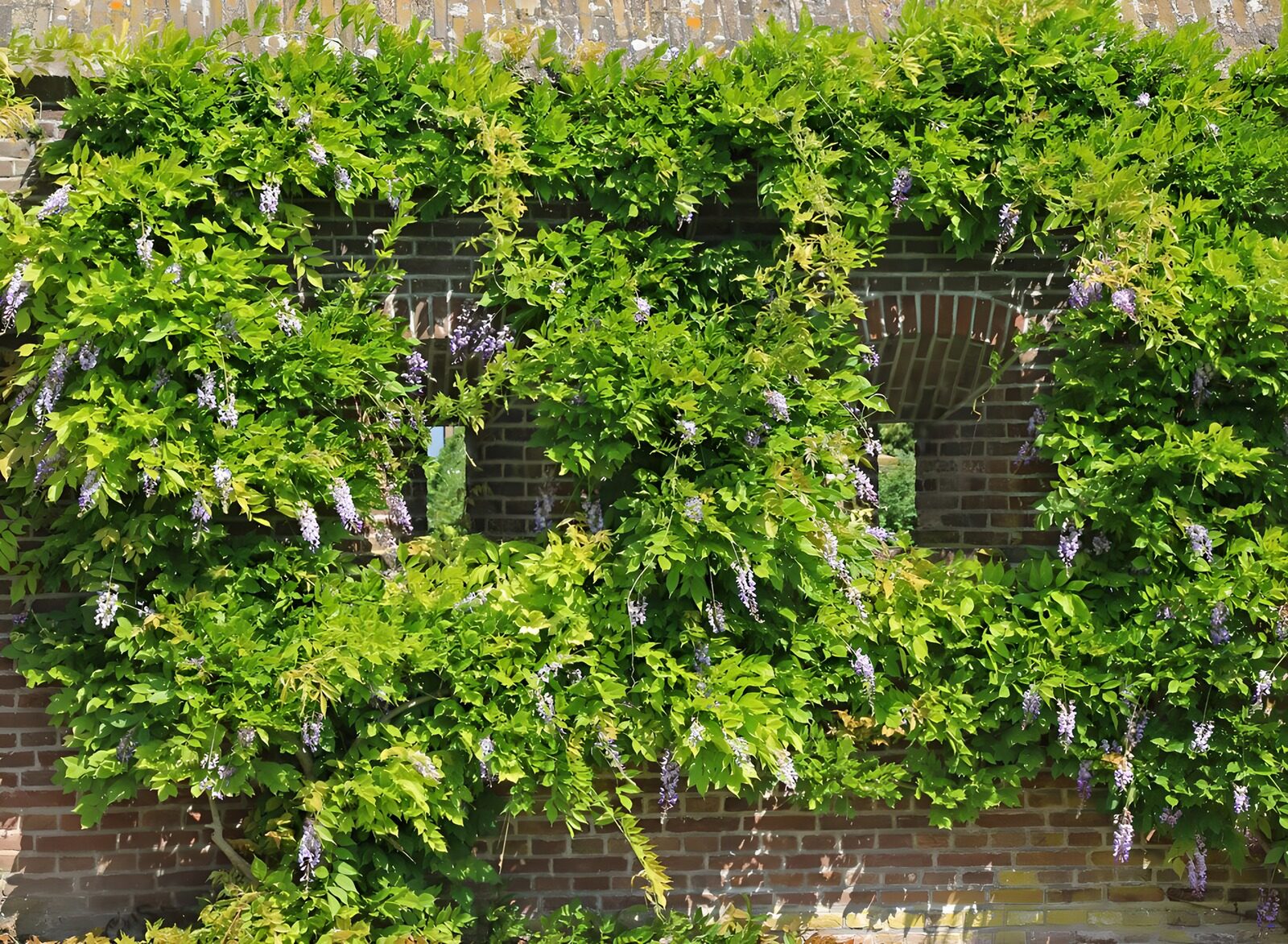 CW8900974: Groene muur met bloeiende wisteria