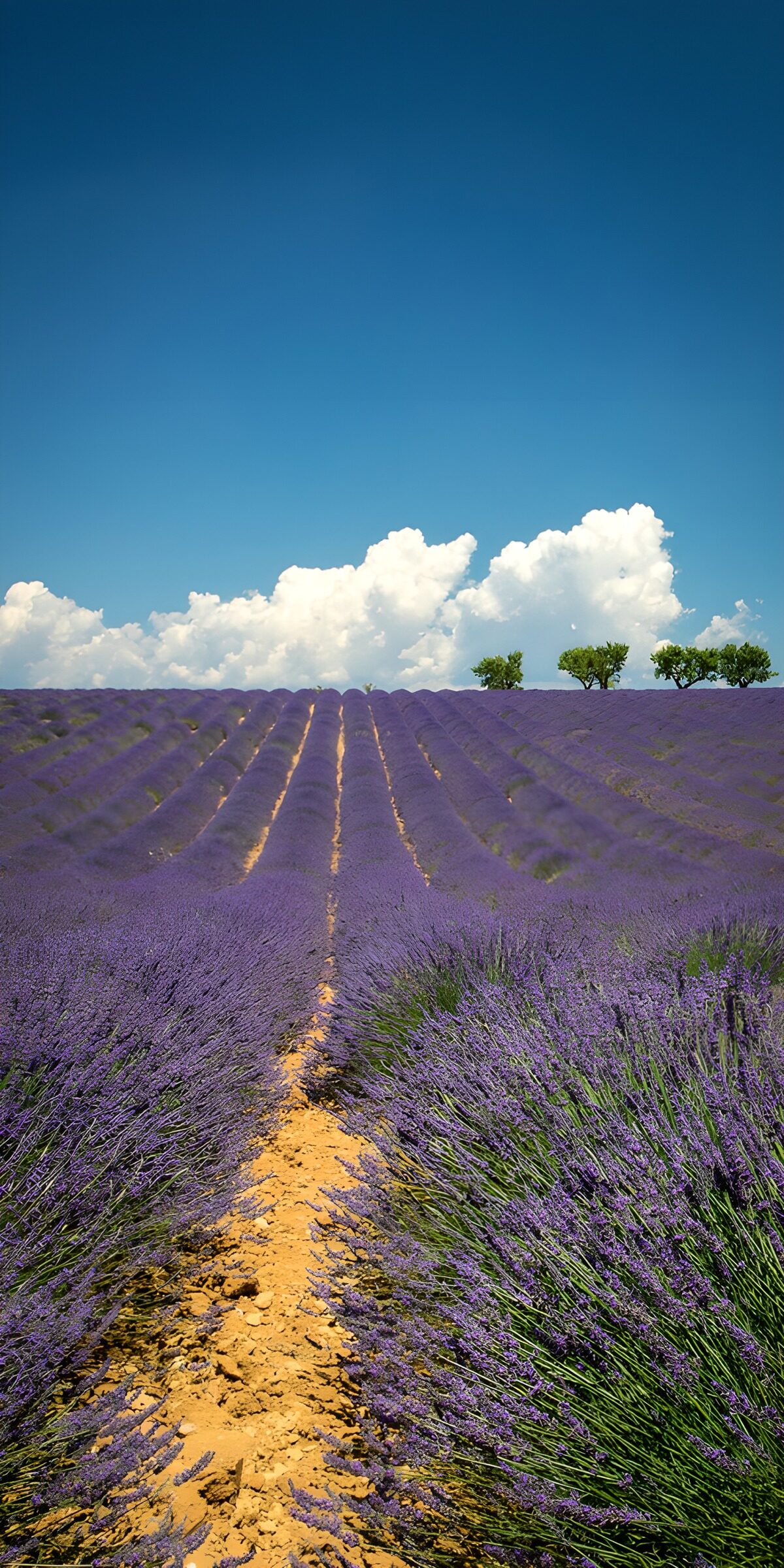 CW3382822: Prachtig lavendelveld onder blauwe lucht