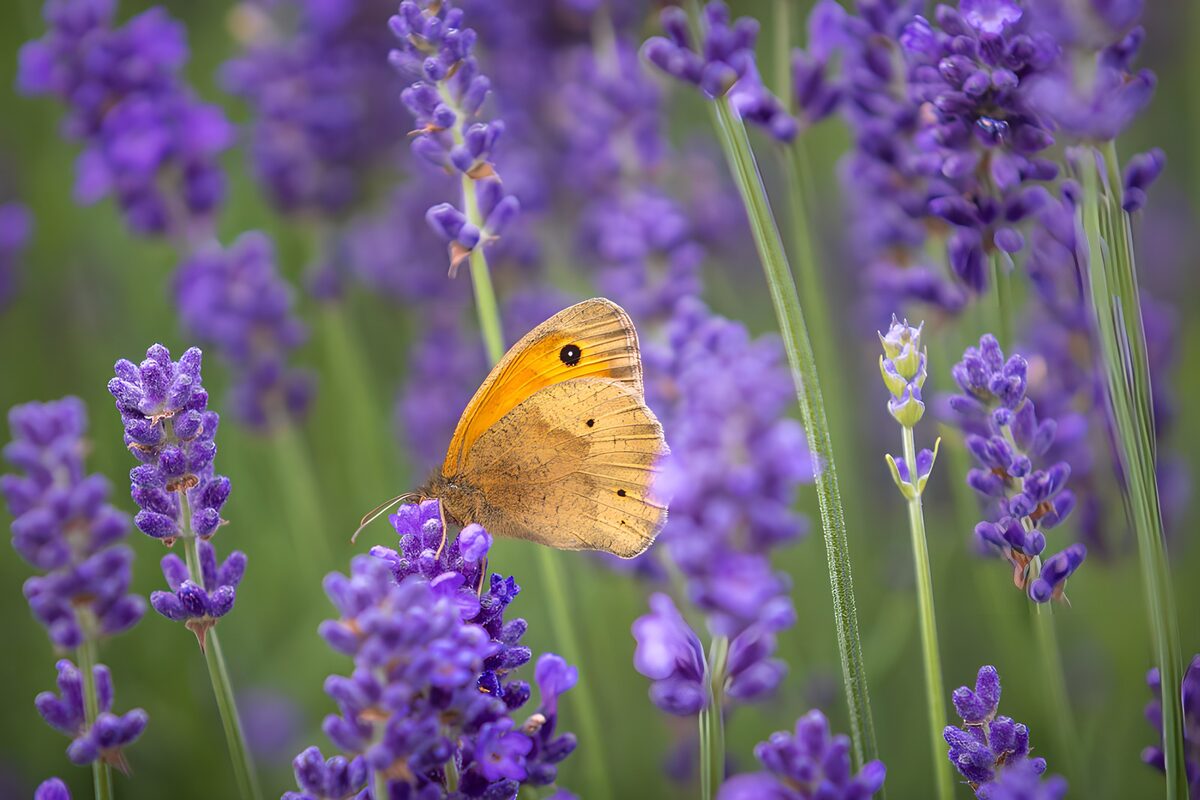 Oranje vlinder op lavendel