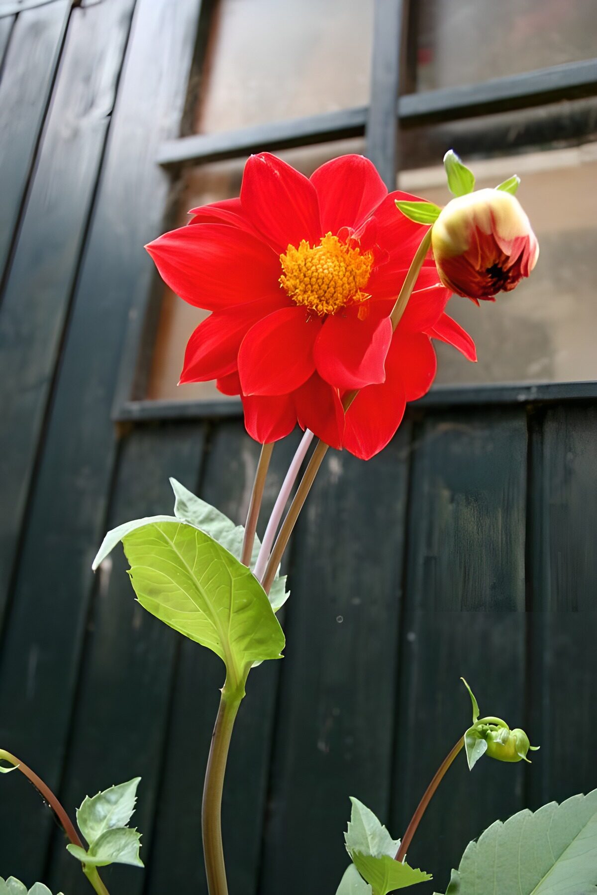 Stralende rode dahlia in bloei