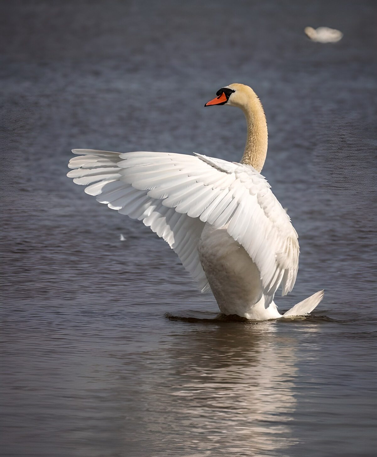 Elegant zwemmende zwaan in het water