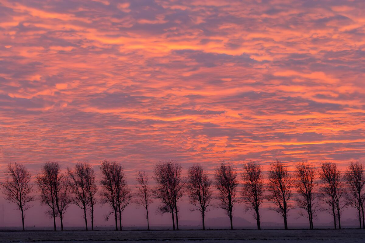 Magische Zonsopgang achter de Bomen