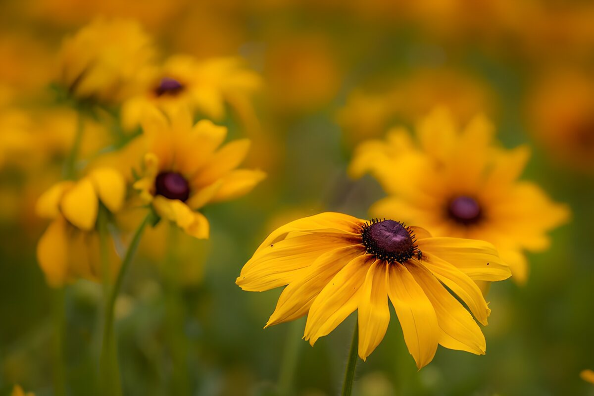 Gele zonnehoed in zomers veld