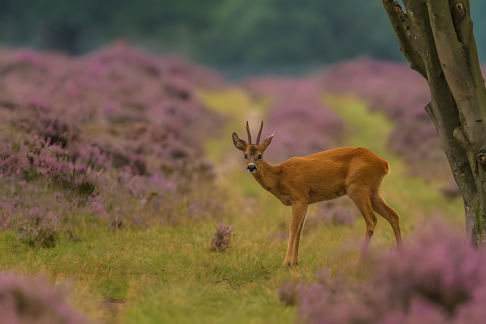 CW5964963: Ree te midden van paarse heide
