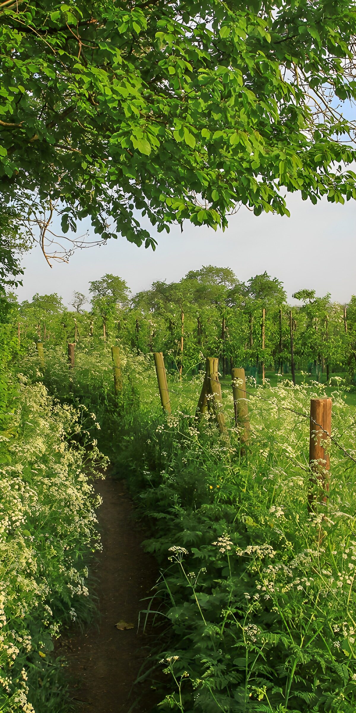 CW8024285: Wandeling door de wijngaard in bloei