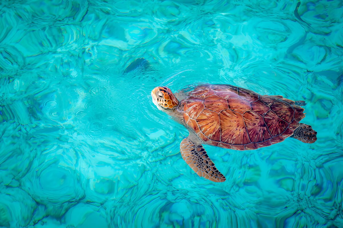 Schildpad zwemt in helder water