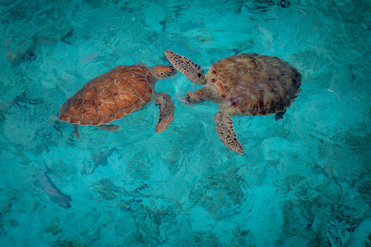 Twee schildpadden in helder water