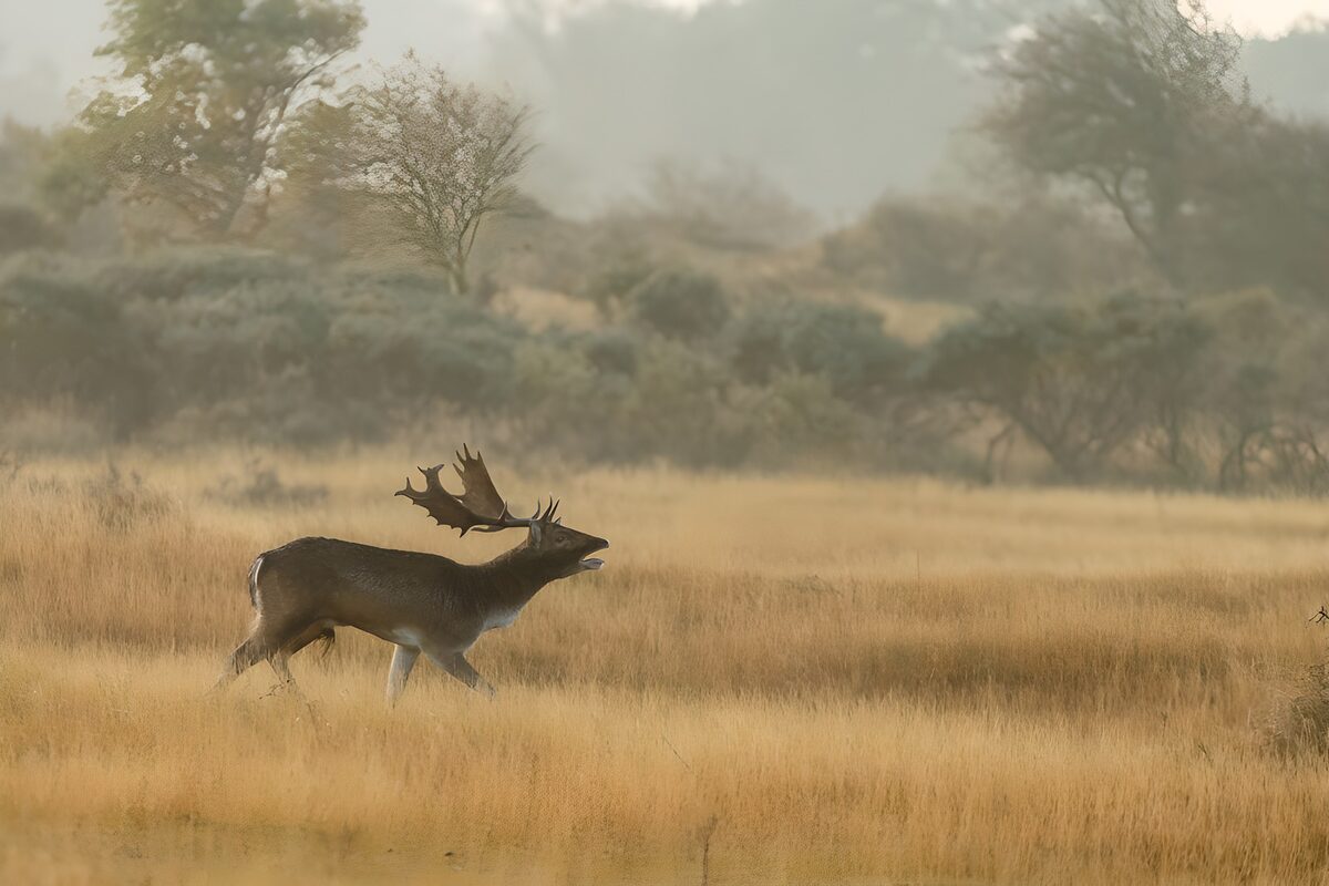 Hinde in het mistige landschap