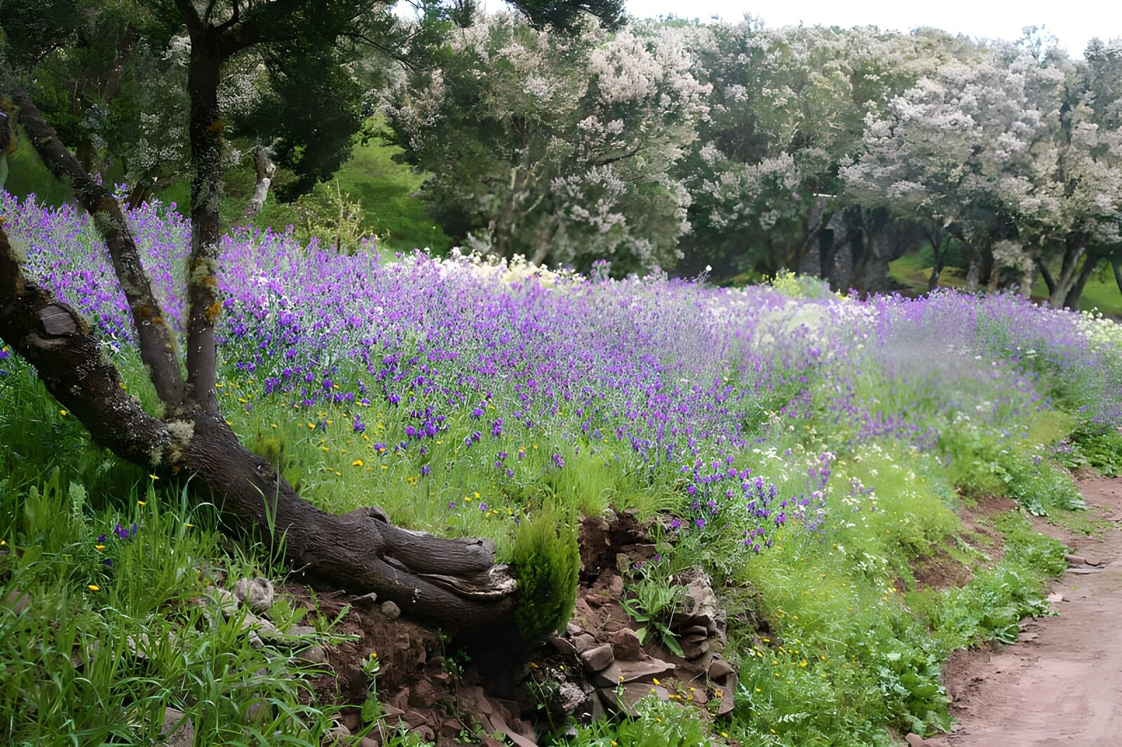 CW3630051: Prachtig paarse bloemenveld in de natuur