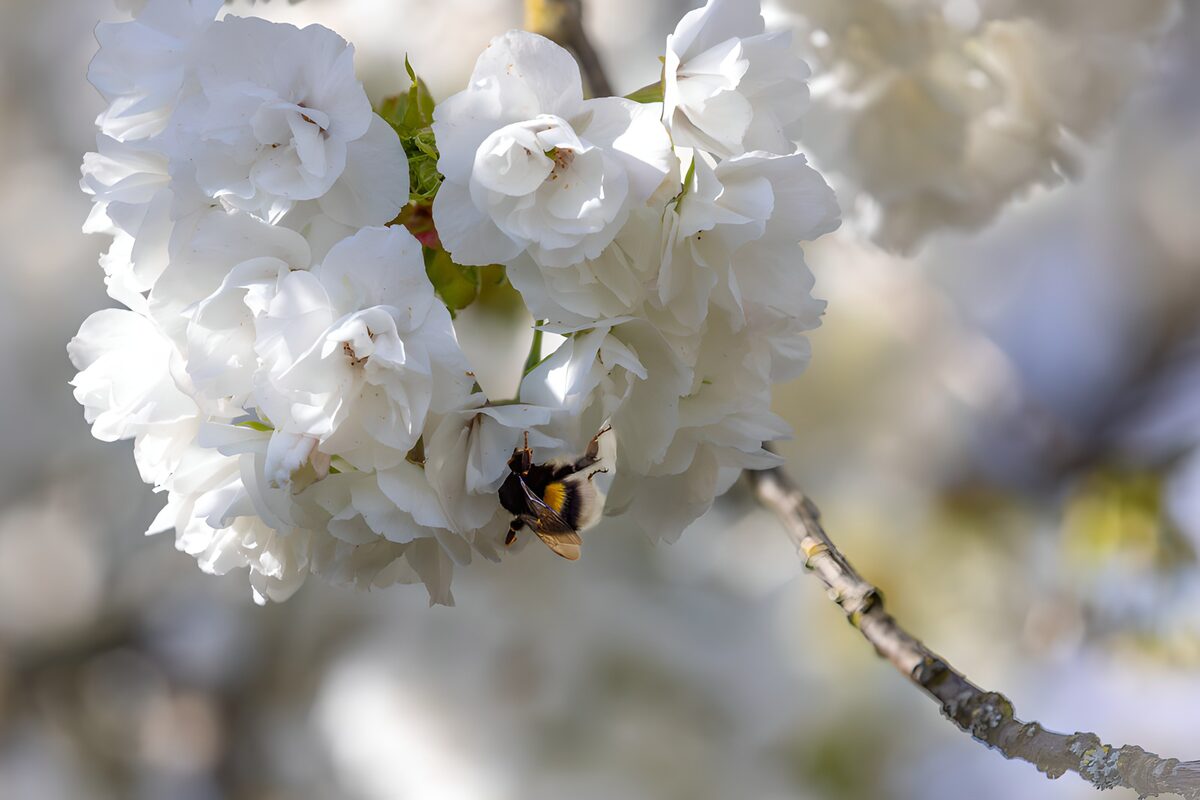Bij op witte bloesems