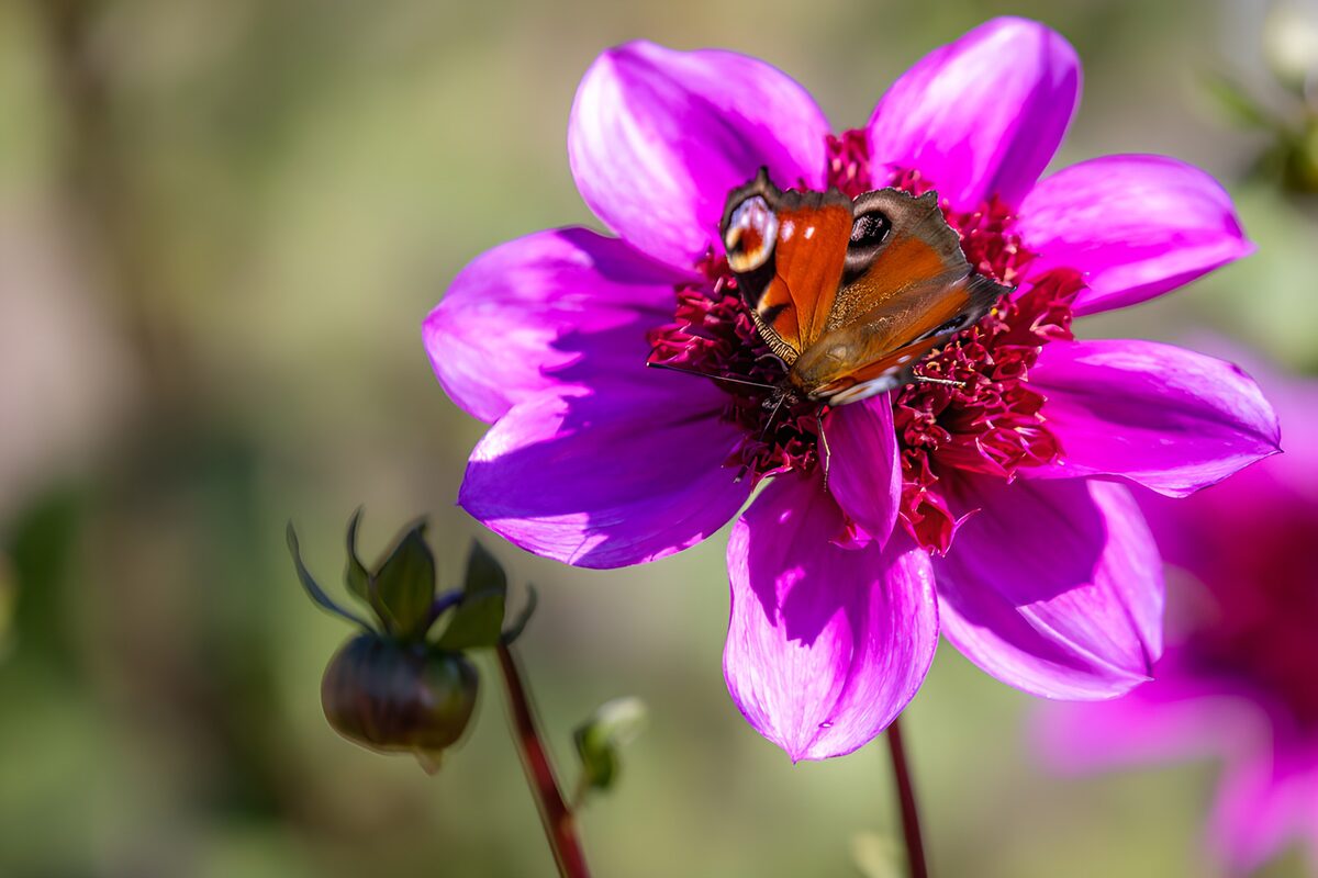 Vlinder op een prachtige paarse bloem