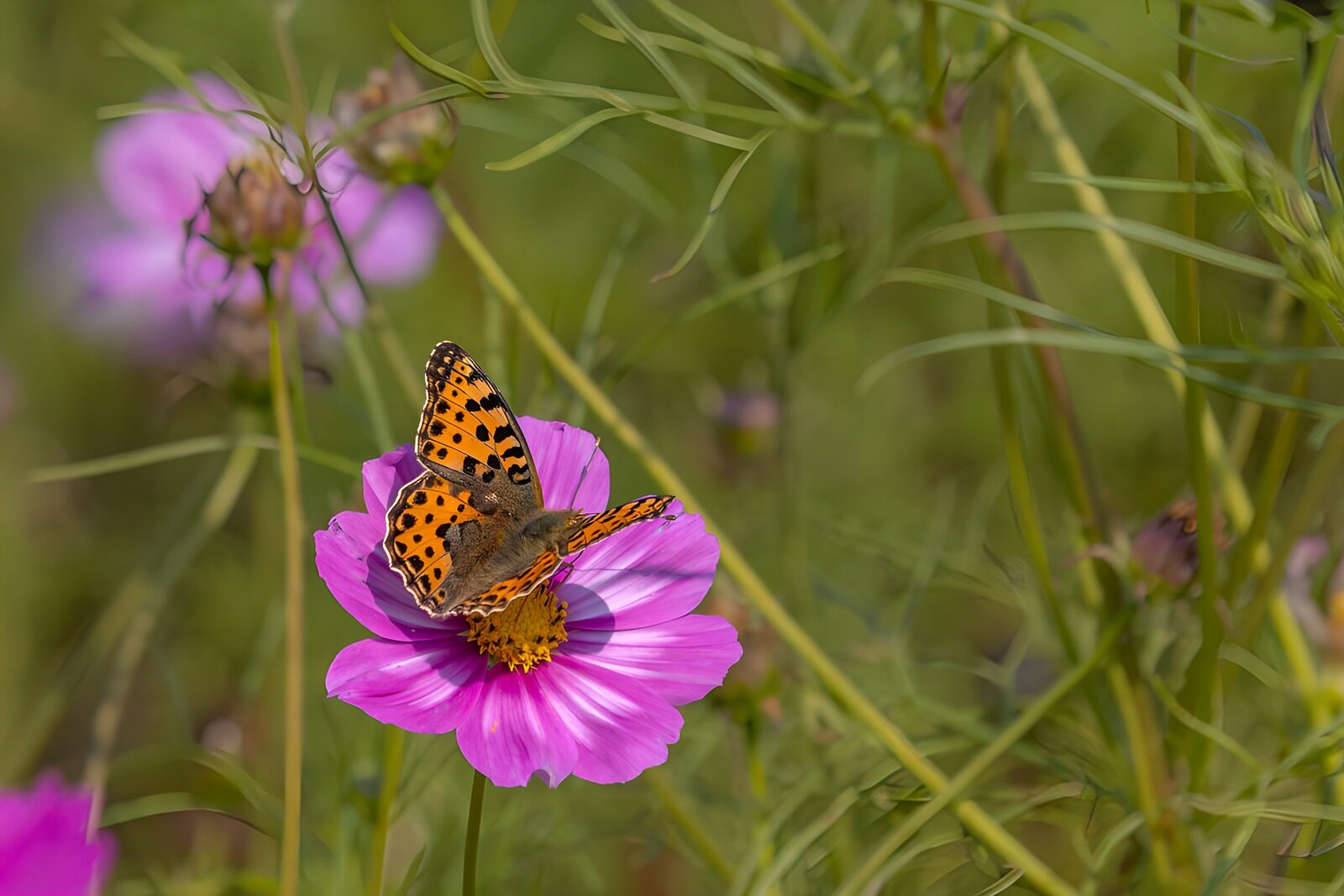 CW8993962: Vlinder op een kleurrijke bloem