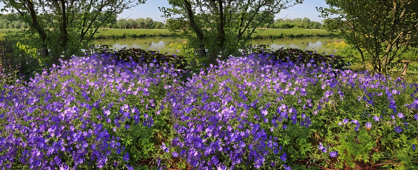 CW9735022: Prachtig paarse bloemen aan een rustige vijver