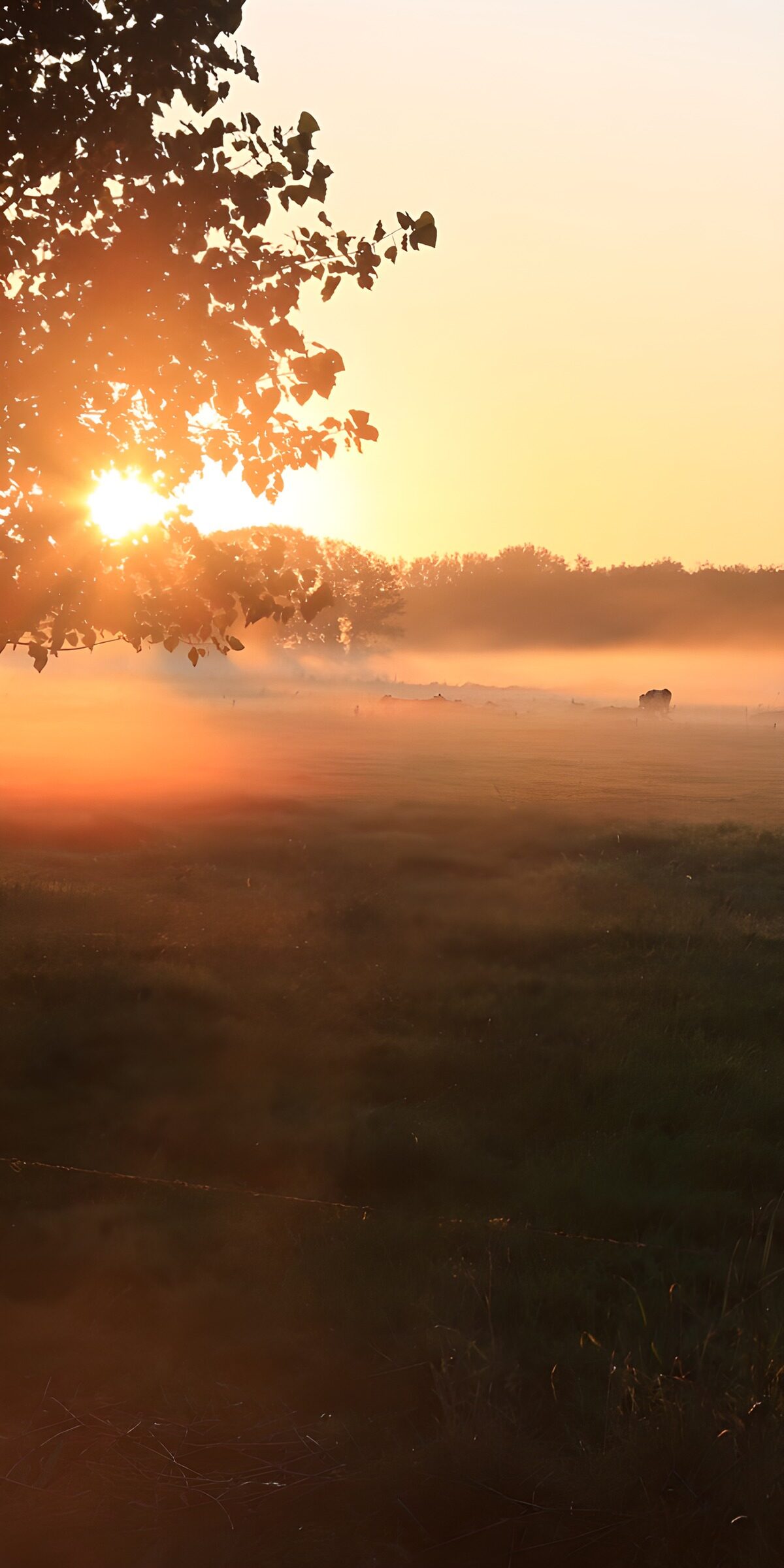 CW9769469: Zonsopgang boven mistig weiland