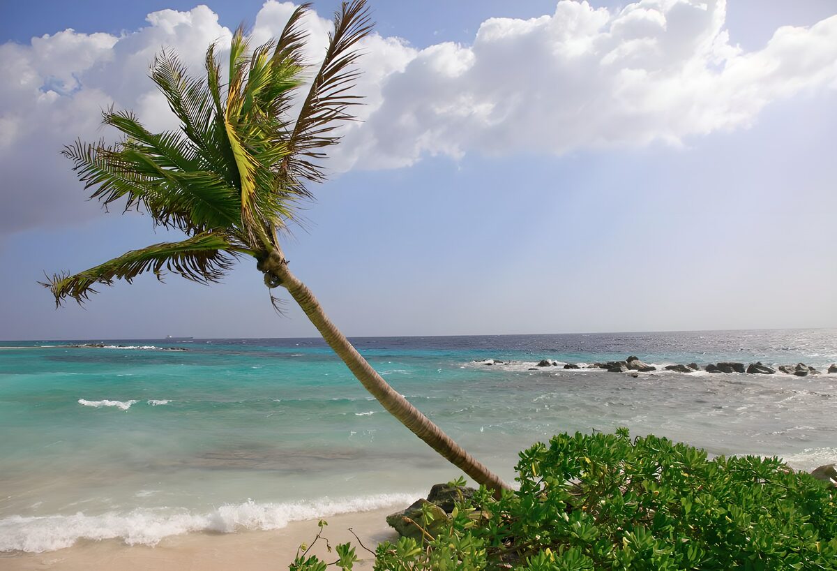 Palmbomen aan het strand
