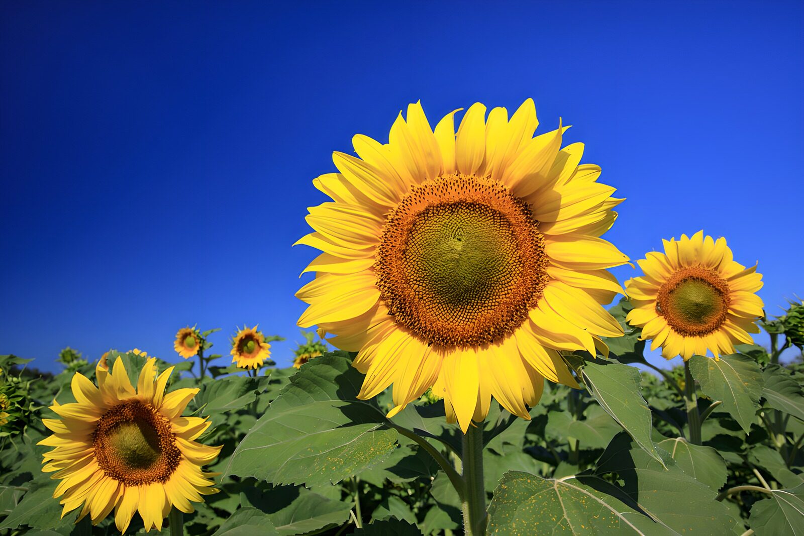 CW1588360: Zonnige Zonnebloemen onder een blauwe lucht