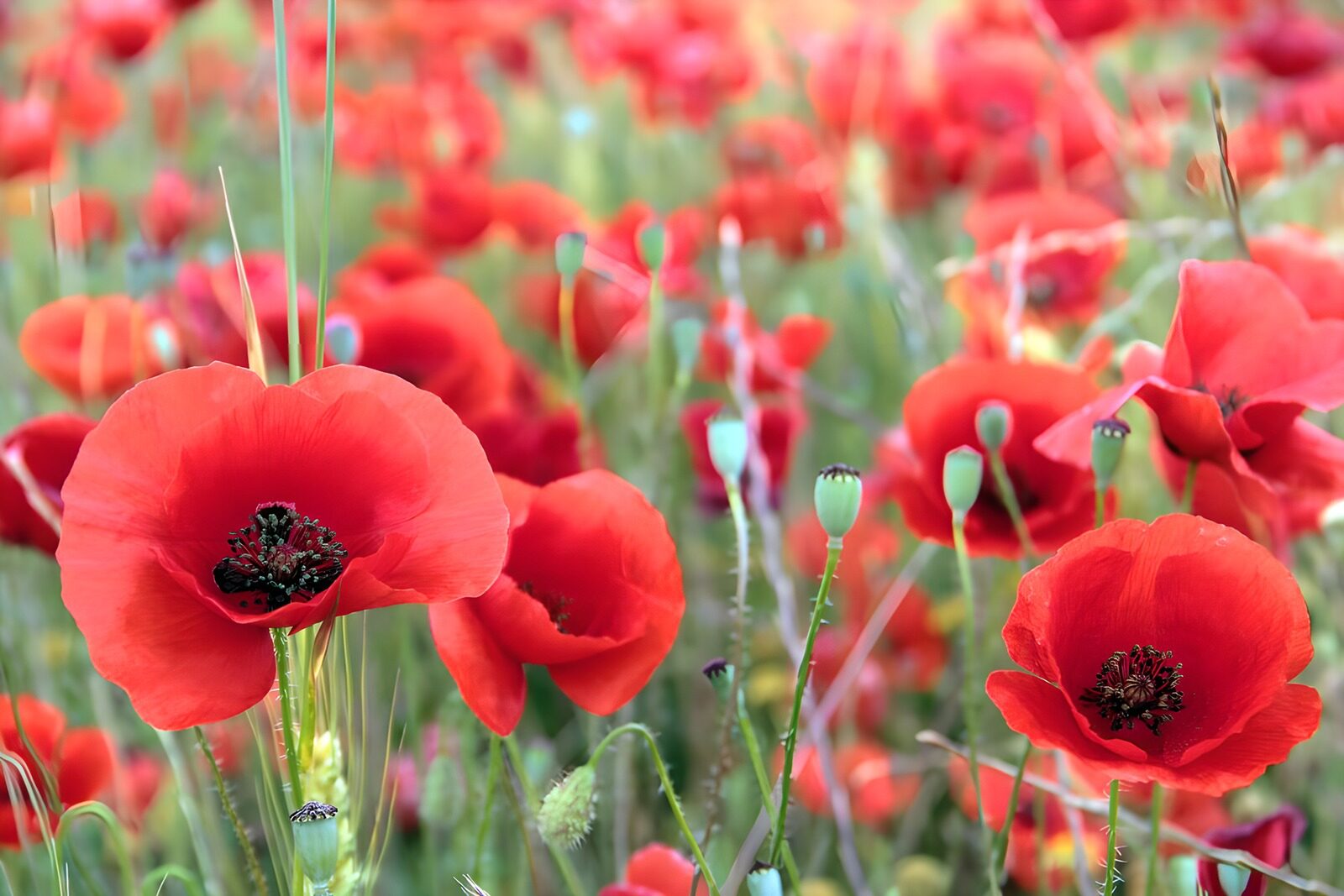 CW9161221: Poppens veld in volle bloei