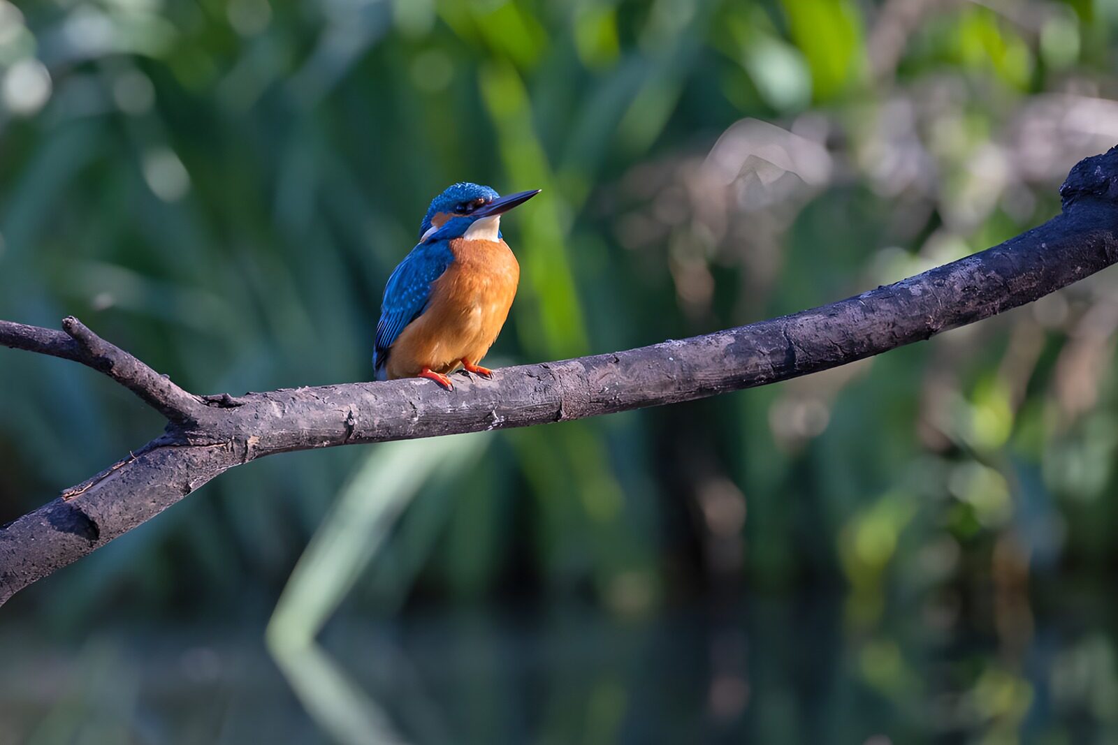 CW5263441: IJsvogel op een tak