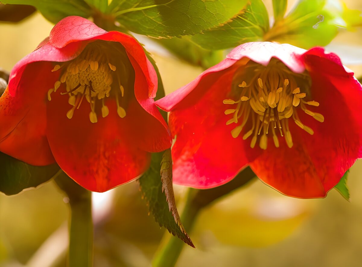 Prachtige rode bloemen in volle bloei