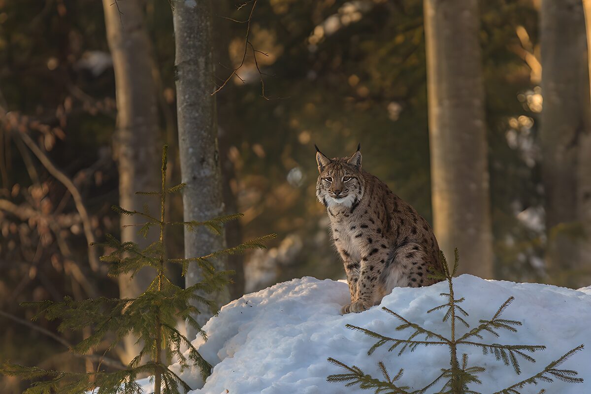 Lynx in de sneeuw tussen de bomen