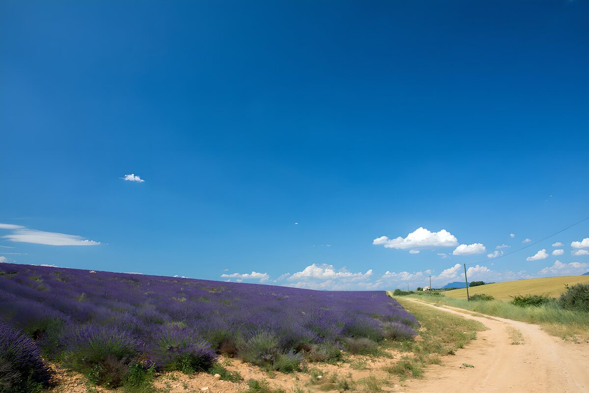 Prachtig lavendelveld onder een blauwe lucht