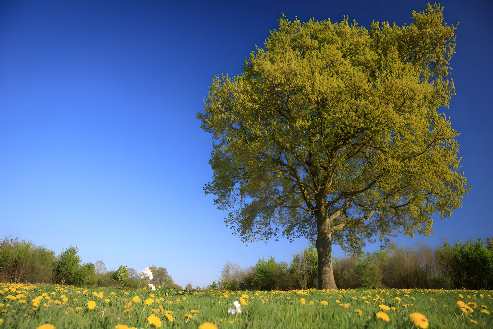 CW4612046: Prachtige Lente met Gele Bloemen