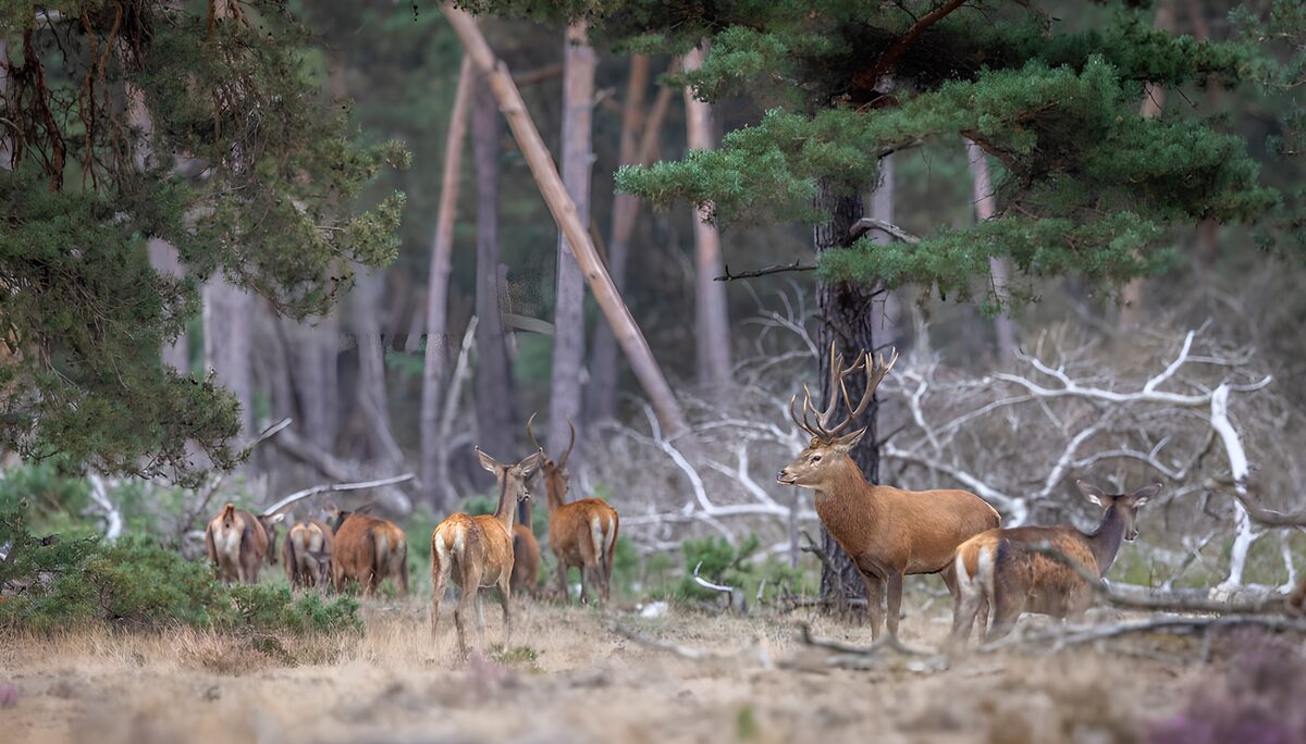 Herten in het bos