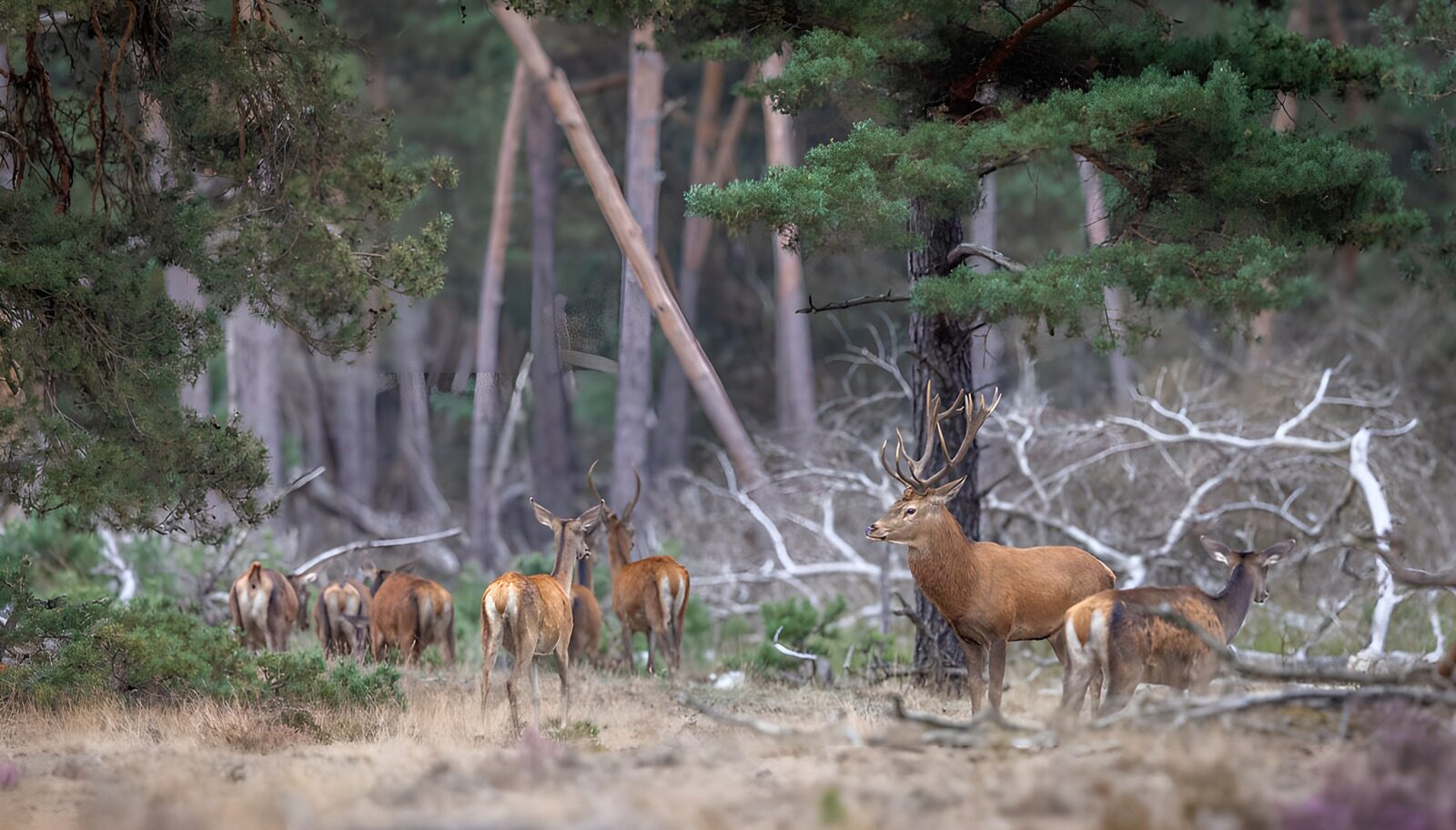 CW9872826: Herten in het bos
