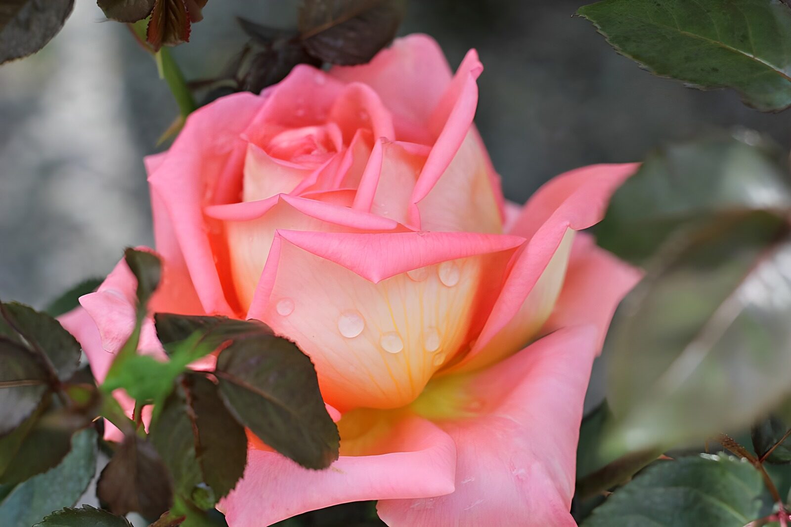 CW7369138: Prachtige roze rozenbloem met dauwdruppels