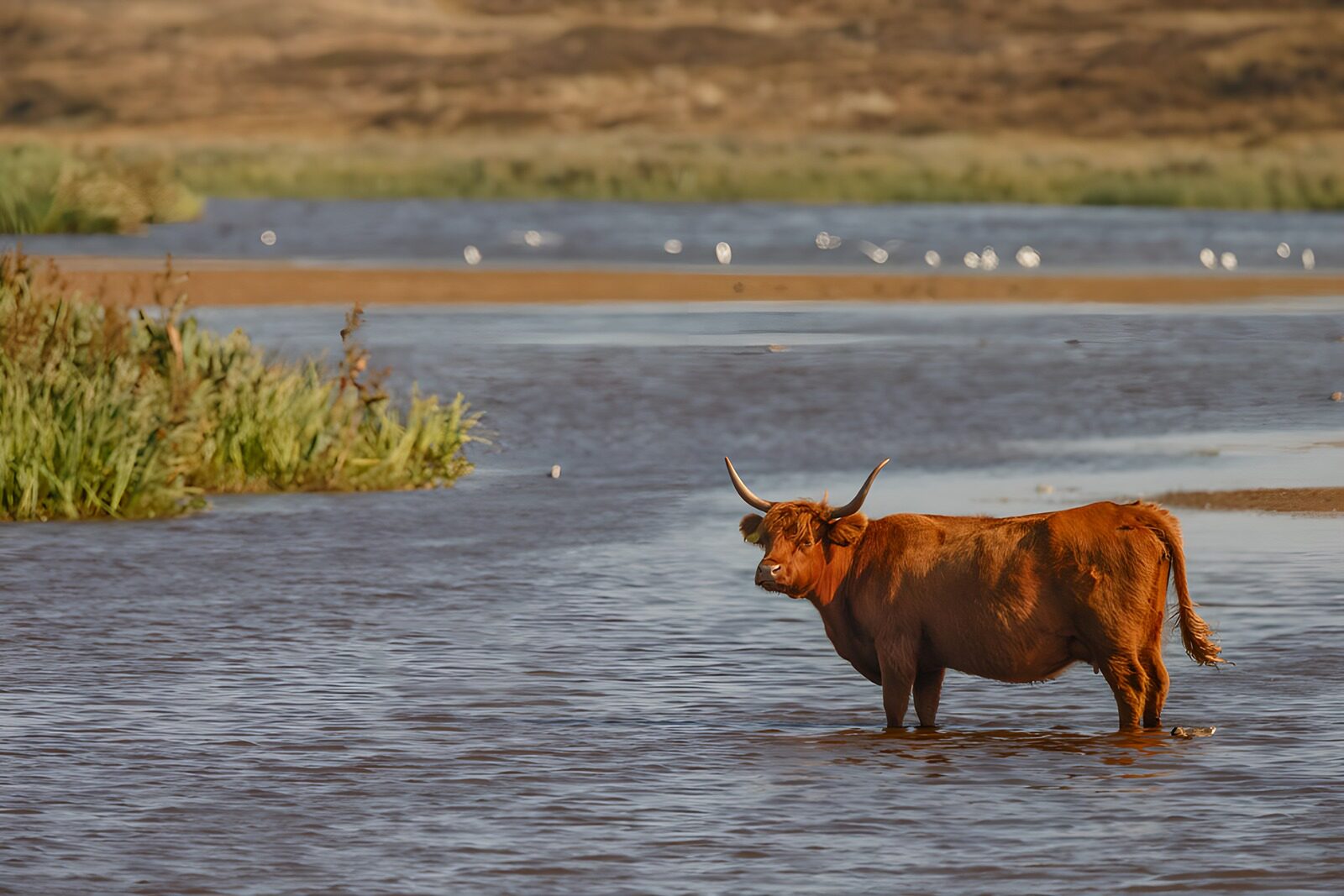 CW8466694: Hooglander in het water