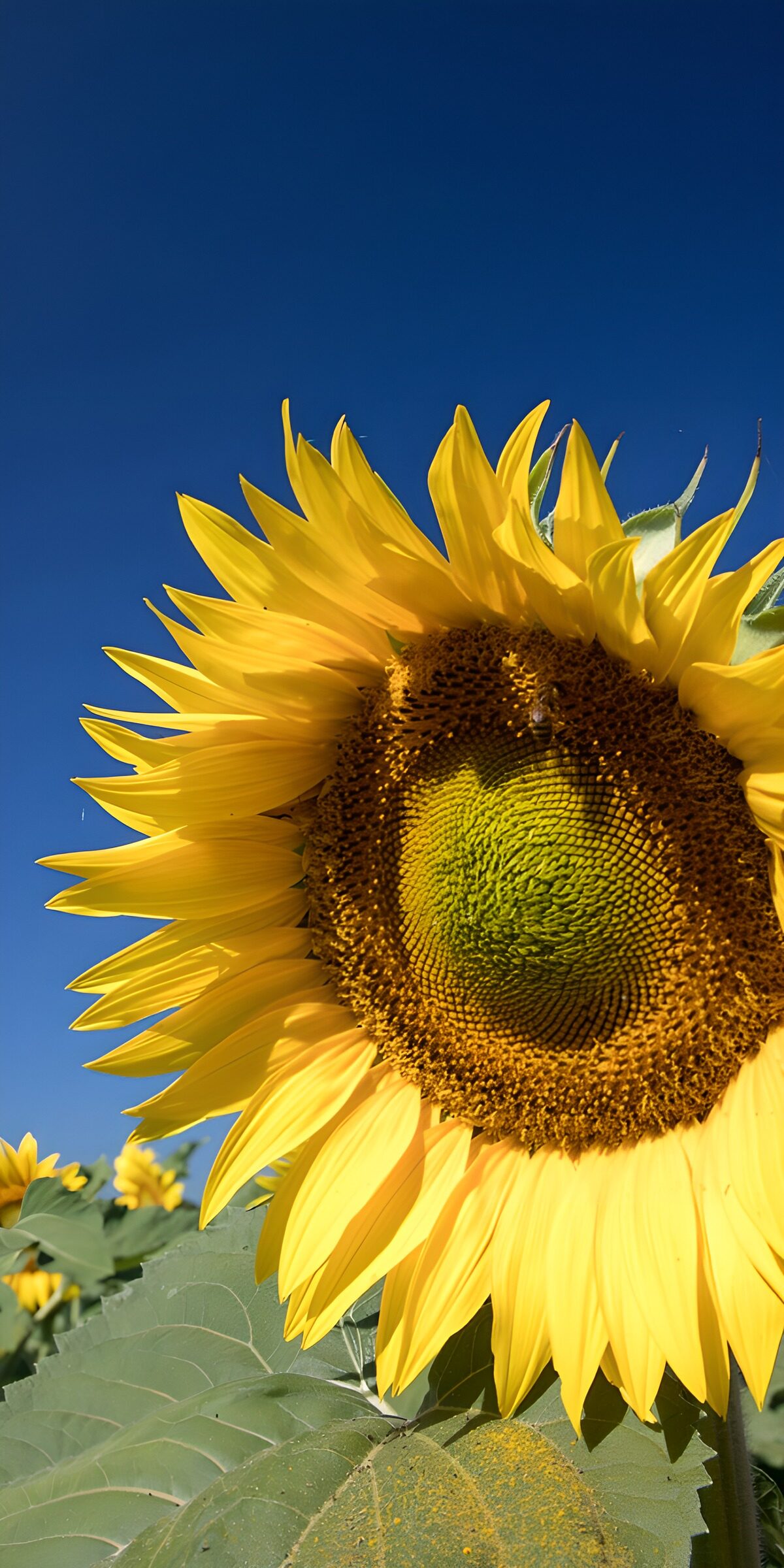 CW9525725: Stralende Zonnebloem onder de Blauwe Lucht