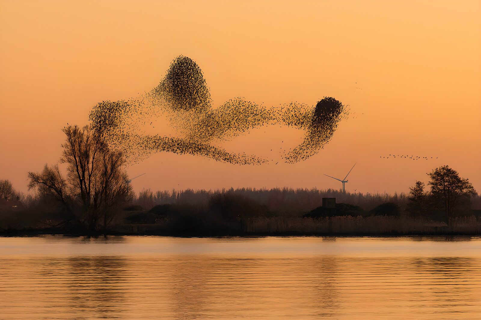 CW1364997: Dansende vogels in de avondlucht