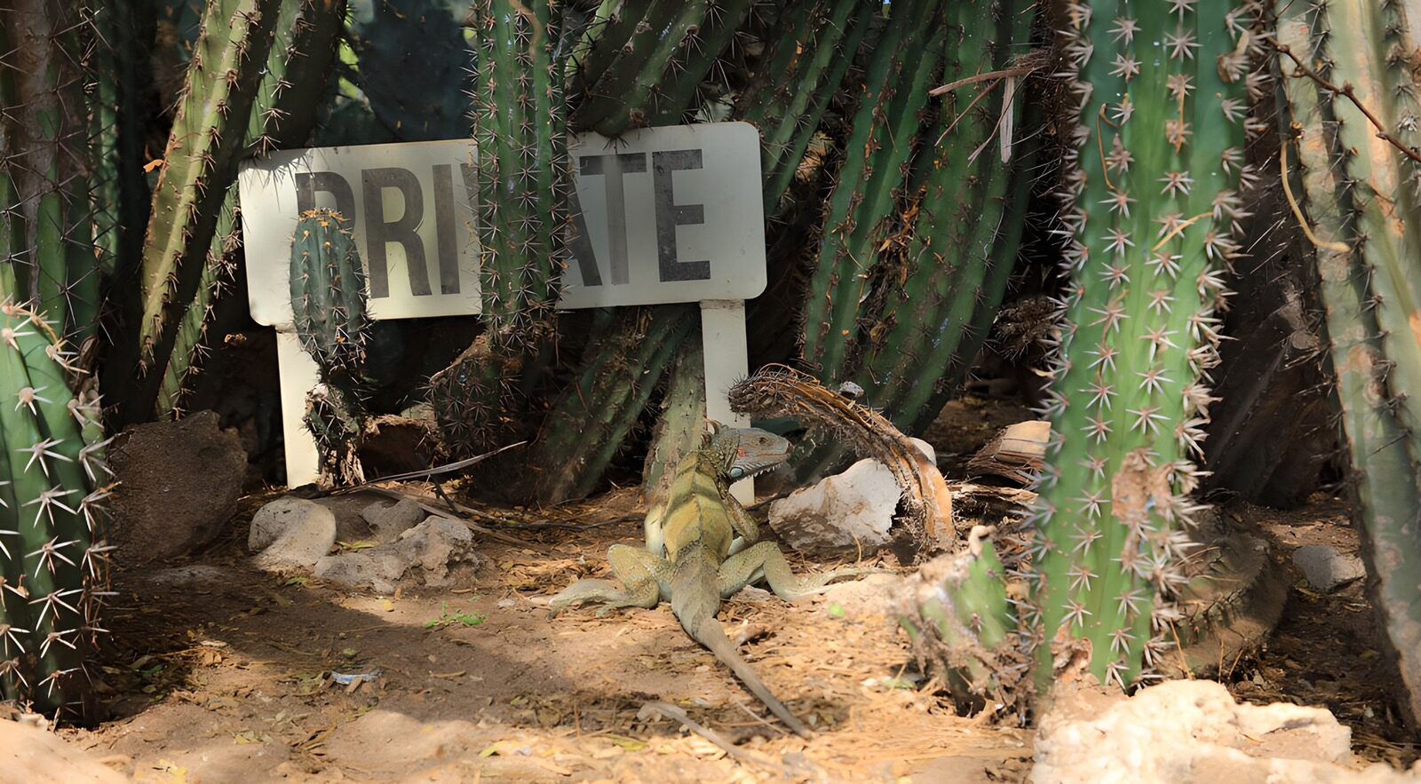 CW8910190: Iguana onder de cactussen
