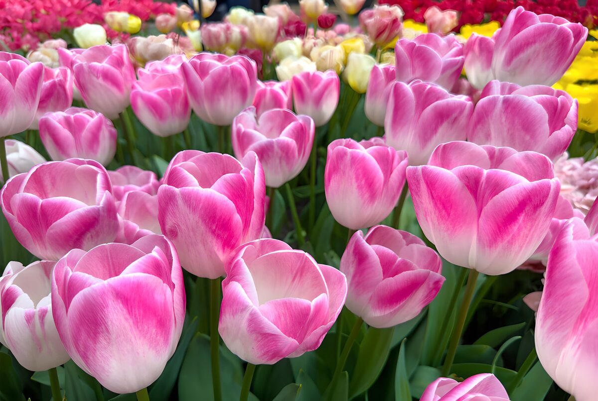 Prachtige roze tulpen in volle bloei