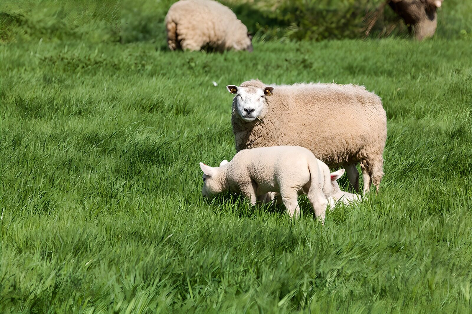 CW1966519: Moeder en lam in het gras