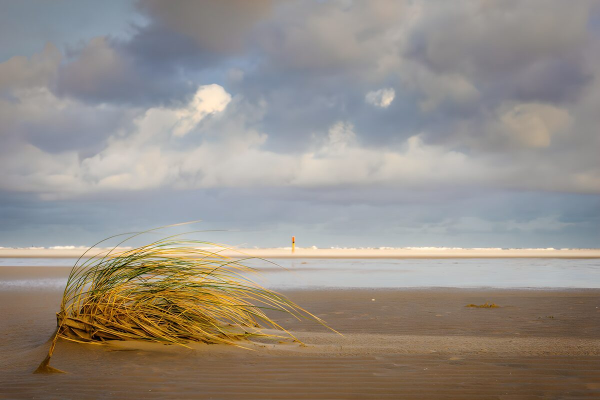 Weerbarstig gras op het strand