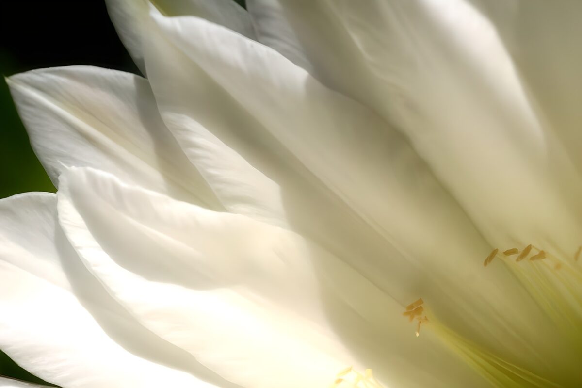 Zachte Witte Bloem in Het Licht