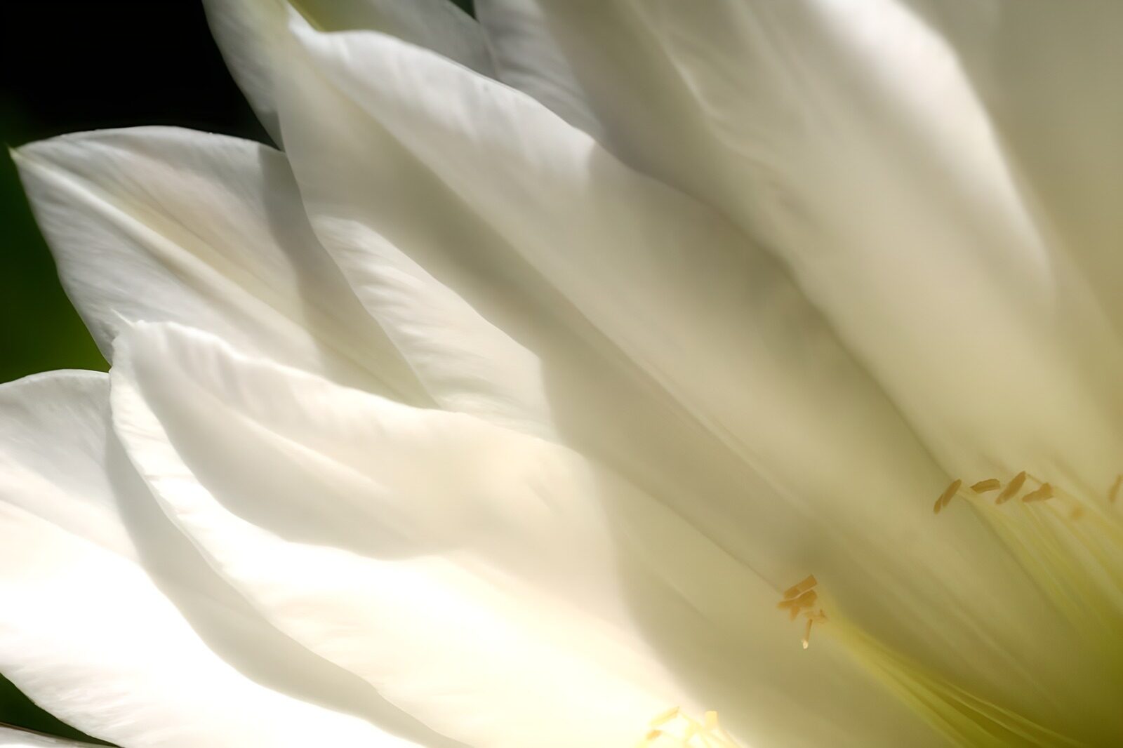 CW4066989: Zachte Witte Bloem in Het Licht